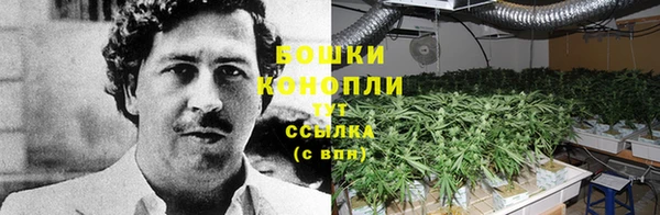 индика Белоозёрский